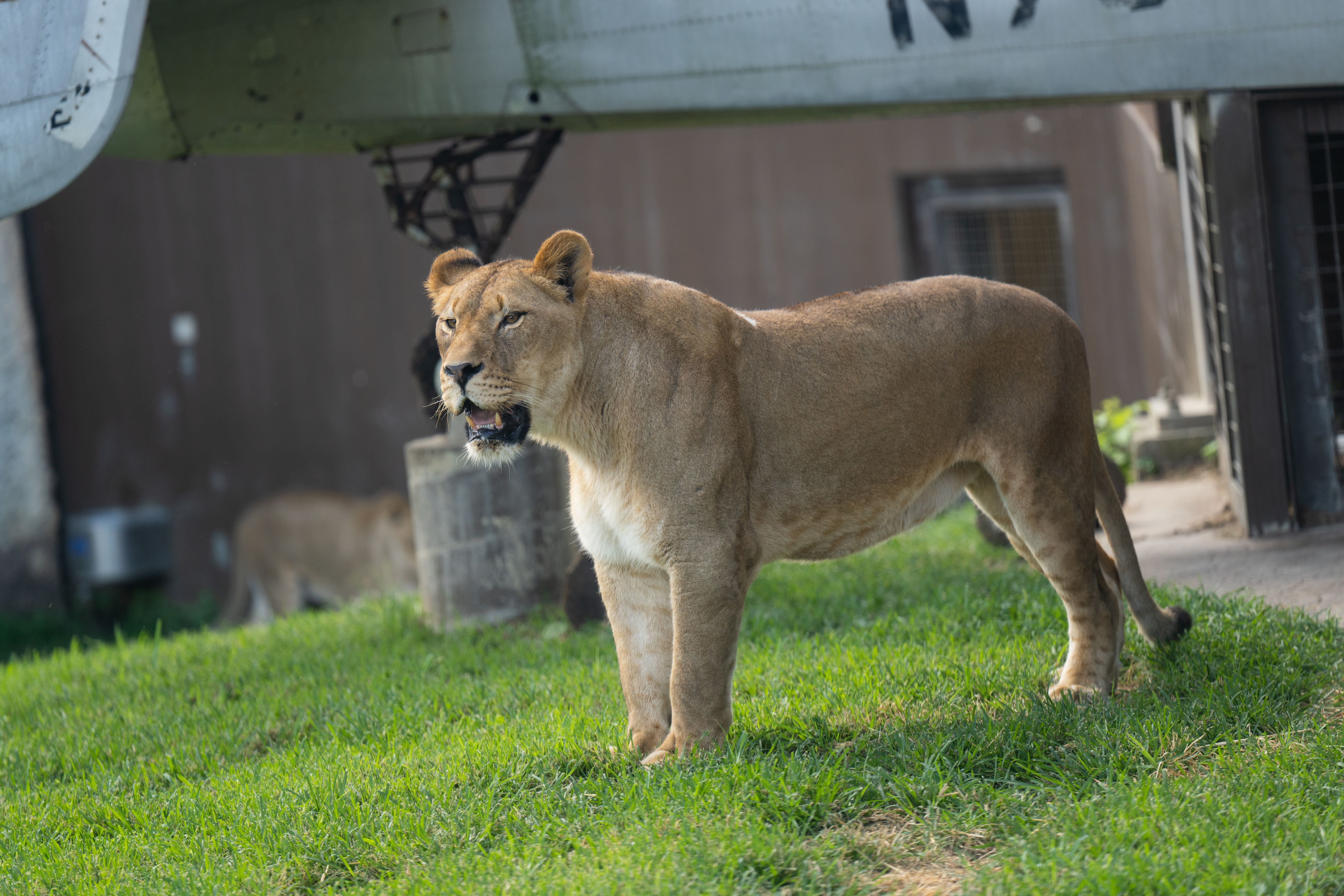 Columbus Zoo | Lion